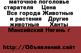 маточное поголовье старателя  › Цена ­ 2 300 - Все города Животные и растения » Другие животные   . Ханты-Мансийский,Нягань г.